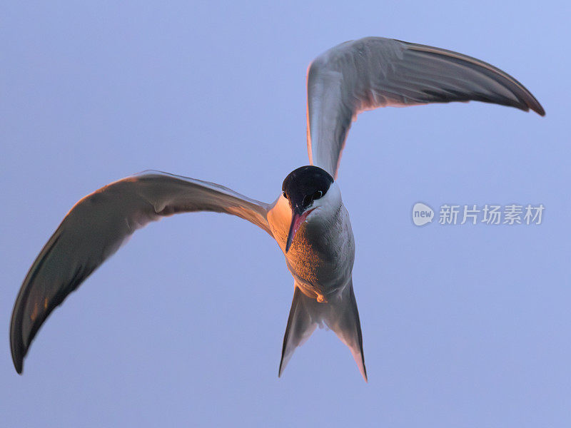 普通名词(sterna hirundo)